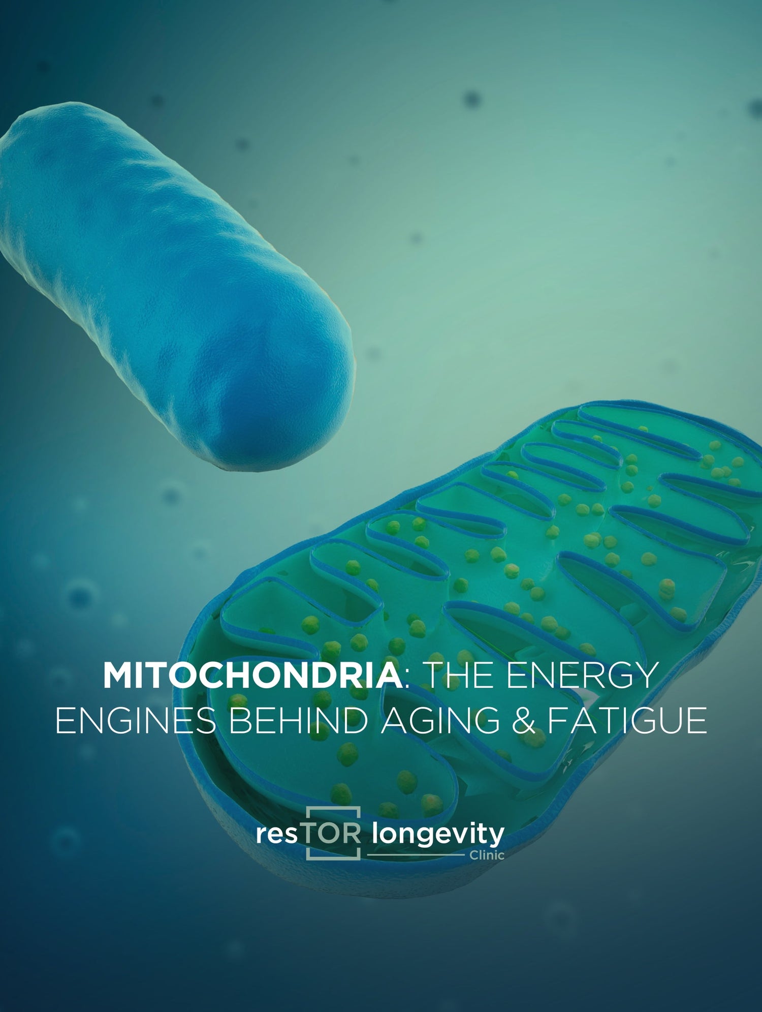 Mitochondria & Aging: How Boosting Cellular Energy Can Fight Fatigue