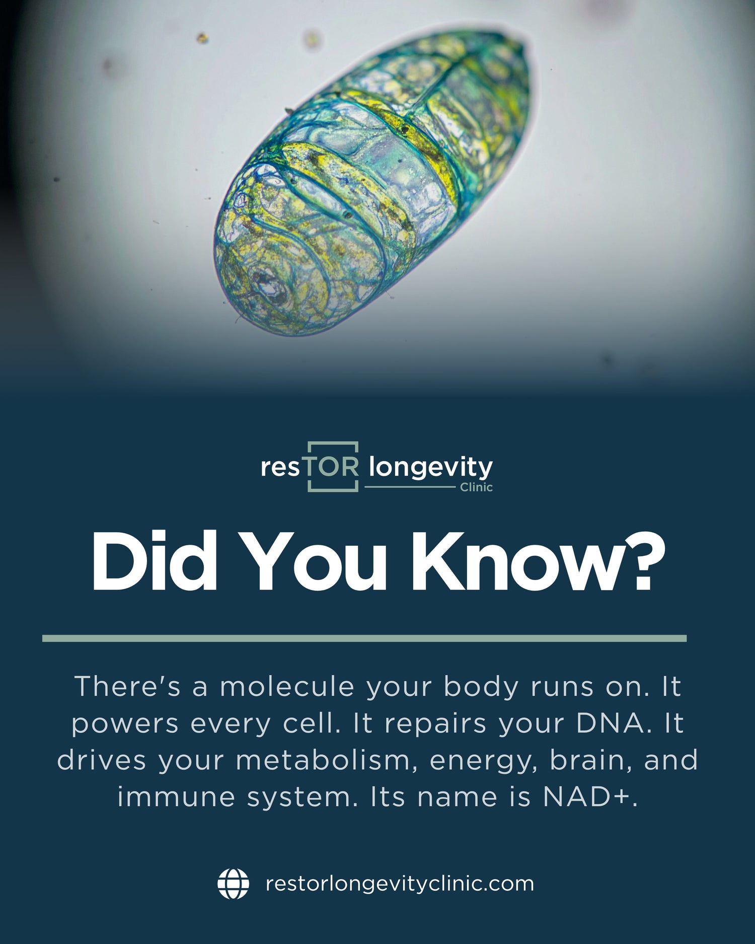 NAD+ and Longevity Care in Houston | resTOR